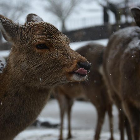 The Deer Park Inn Нара Екстер'єр фото