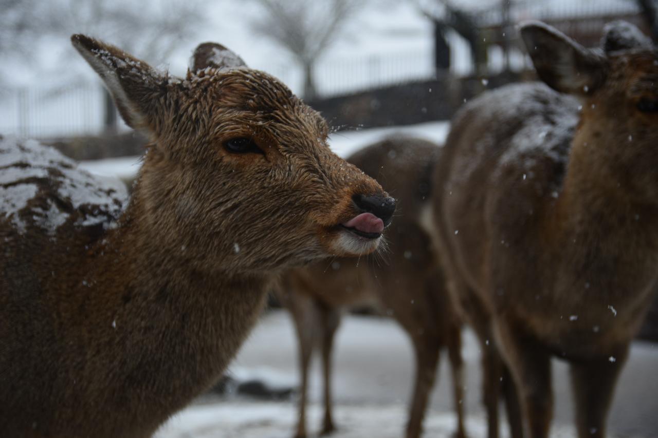 The Deer Park Inn Нара Екстер'єр фото